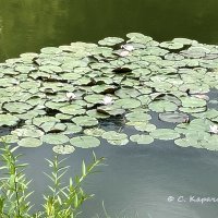 ... :: Степан Карачко