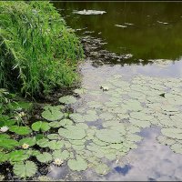 „Там лилии в пруду"... :: Сеня Белгородский