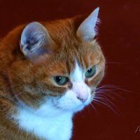 Шмузик :: kolyeretka 