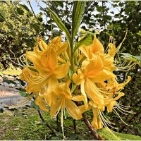 Рододендрон. :: Валерия Комова Рододендрон. :: Валерия Комова