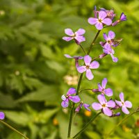 Летние цветы. :: Петр Беляков Летние цветы. :: Петр Беляков