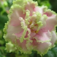 Фиалка :: Елена Семигина