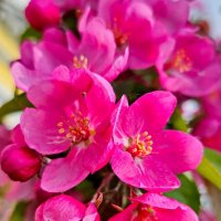 Май цветение :: Михаил Свиденцов