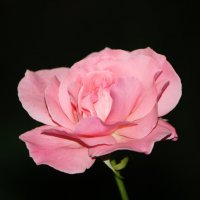 ... :: Константин Штарк