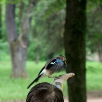 Сойки на ладошке :: Александр Кондаков Сойки на ладошке :: Александр Кондаков