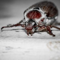 May Bug | 14 :: Sergey Sonvar