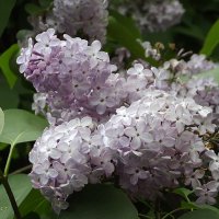 Сирень :: Freddy 97