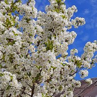 Цветёт груша :: Алевтина Цветёт груша :: Алевтина
