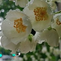 Жасмин под дождем :: Александр Чеботарь