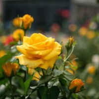 На привокзальной площади Волгограда :: Олег Дорошенко