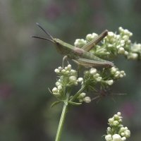 ** :: Зоя Мишина