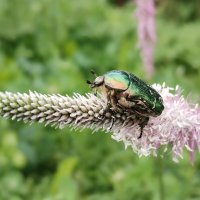 Зелёный жук :: Юлия 