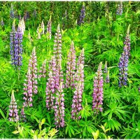 Лето :: Татьяна Осипова(Deni2048)