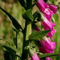 Про наперстянку... :: Николай Гирш