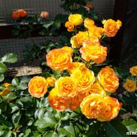 Оранжевое лето :: Нина Бутко Оранжевое лето :: Нина Бутко