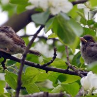 Молодёжь :: Oleg4618 Шутченко