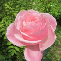 Роза парковая Фредерик Мистраль :: Дмитрий Никитин Роза парковая Фредерик Мистраль :: Дмитрий Никитин