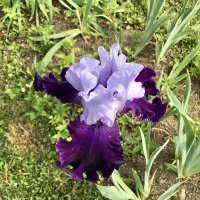 Пора ирисов. :: Любовь 