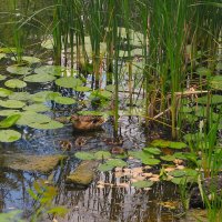 на пруду :: (Владимир С)