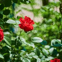 Роза :: Александр Леонов