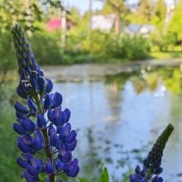 Люпин. :: Станислав Мутовин