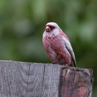 НЕОЖИДАННЫЙ ТРОФЕЙ :: Володька Завитушкин