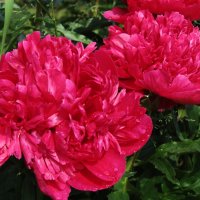 Время пионов. :: Маргарита ( Марта ) Дрожжина Время пионов. :: Маргарита ( Марта ) Дрожжина