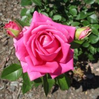 Роза :: Татьяна Иваненкова