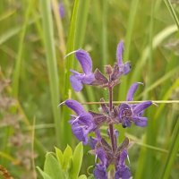 Полевые цветы :: Pippa Полевые цветы :: Pippa