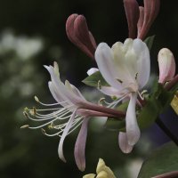 жимолость :: Vlad Krrr