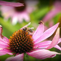 у природы свои законы :: Олег Лукьянов