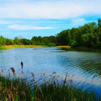 Смоленское лето. :: Милешкин Владимир Алексеевич Смоленское лето. :: Милешкин Владимир Алексеевич