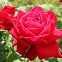 Королева сада. :: Восковых Анна Васильевна 