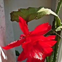 Кактус эпифиллум :: Veera V