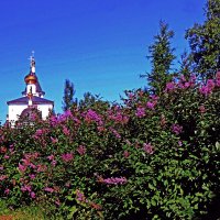 Июнь..Сиреневая аллея в парке! :: Владимир 