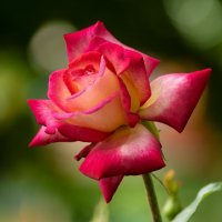 Роза :: Игорь Сикорский Роза :: Игорь Сикорский