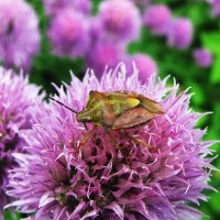 Клоп щитник :: Людмила Смородинская