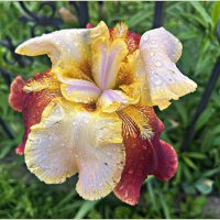 После дождя. :: Валерия Комова После дождя. :: Валерия Комова