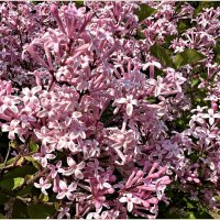 Поздняя сирень. :: Валерия Комова