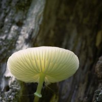 Большой прекрасный гриб :: Эдуард Куклин