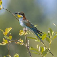 ласточки :: юрий макаров