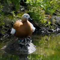 Весна в Ботаническом... :: Наташа *****