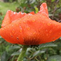 Дождь нам не помеха! :: veilins veilins