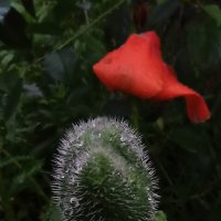 Завтра... :: veilins veilins