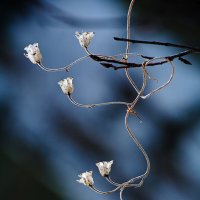 Арабеск :: Вениамин Скородумов
