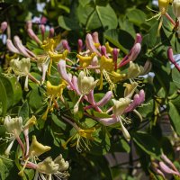 Чудеса июня. :: Петр Беляков