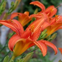 лилейник :: Игорь Kуленко