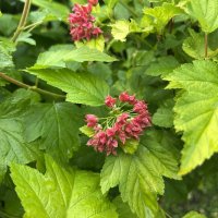 Пузыреплодник калинолистный :: Oleg4618 Шутченко