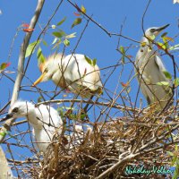 Египетская цапля с подросшими  птенцами в гнезде. :: Николай Волков