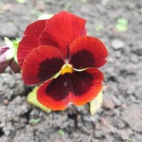 ,,, :: Сергей Тимоновский